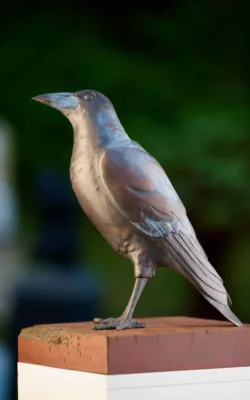 Magpie by Martin Moore