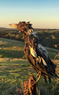 Milly the magpie by Chris Anderson