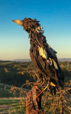 Milly the magpie by Chris Anderson