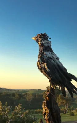 Milly the magpie by Chris Anderson