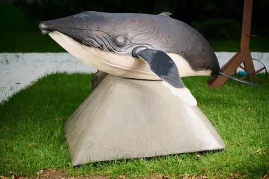 Nancy-May The Baby Humpback Whale by Darren Allbutt