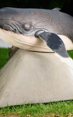 Nancy-May The Baby Humpback Whale by Darren Allbutt