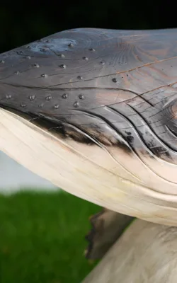 Nancy-May The Baby Humpback Whale by Darren Allbutt