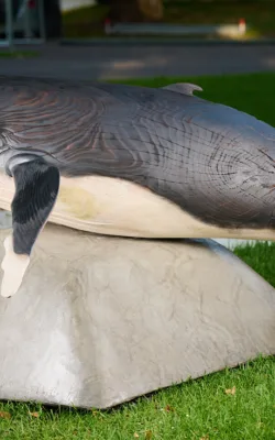 Nancy-May The Baby Humpback Whale by Darren Allbutt