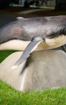 Nancy-May The Baby Humpback Whale by Darren Allbutt