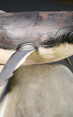 Nancy-May The Baby Humpback Whale by Darren Allbutt