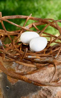 Nest in the Hills by Charlie Aquilina