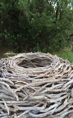 Nest by Therese Coffey