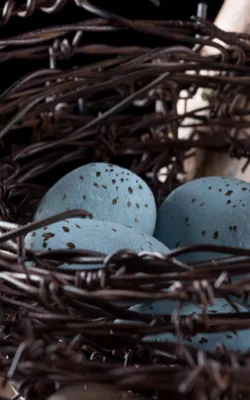 Nidus by Vicki Combridge