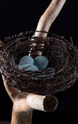 Nidus by Vicki Combridge