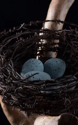 Nidus by Vicki Combridge