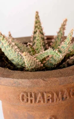 Nuclear Cactus  Life After Death by Moz Moresi