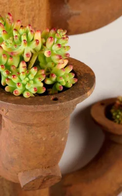 Nuclear Cactus  Life After Death by Moz Moresi