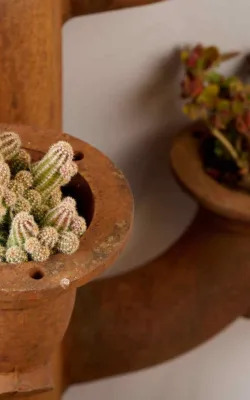 Nuclear Cactus  Life After Death by Moz Moresi