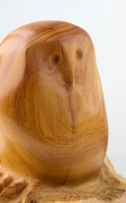 Owl by Harry Tyler