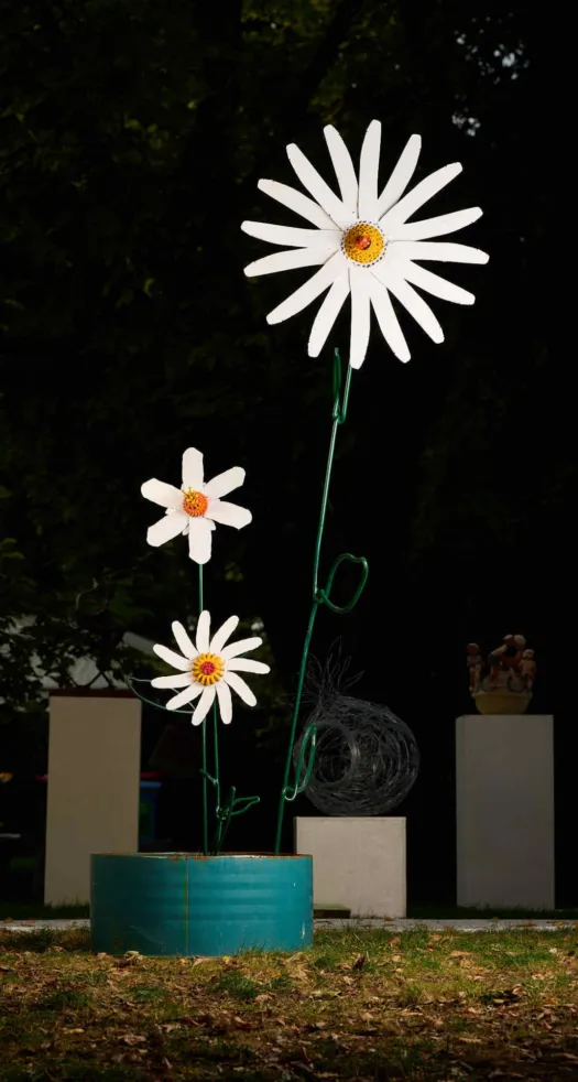 Oxeye Daisies by Graeme Hardidge