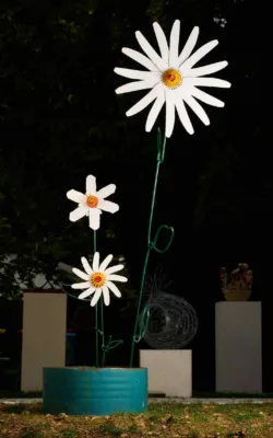 Oxeye Daisies by Graeme Hardidge