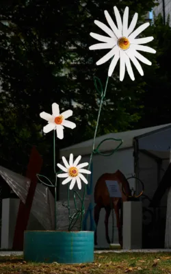 Oxeye Daisies by Graeme Hardidge