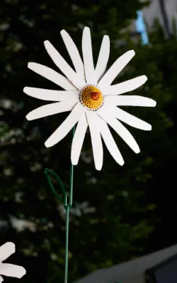 Oxeye Daisies by Graeme Hardidge
