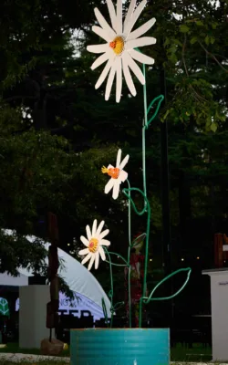 Oxeye Daisies by Graeme Hardidge