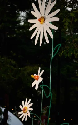 Oxeye Daisies by Graeme Hardidge