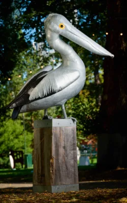 Pelican by Graham Duell