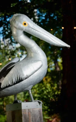 Pelican by Graham Duell