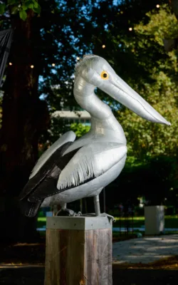 Pelican by Graham Duell