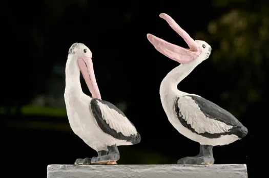 Pelicans by Damian Curtain