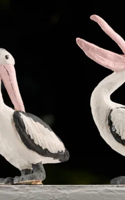 Pelicans by Damian Curtain