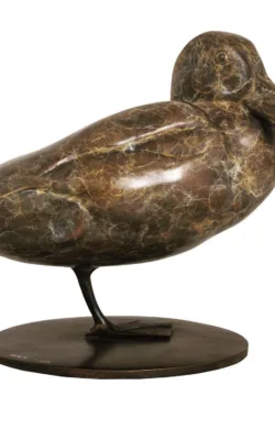 Pink Eared Duck by Lucy McEachern