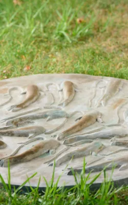 Pond by Anna Meszaros