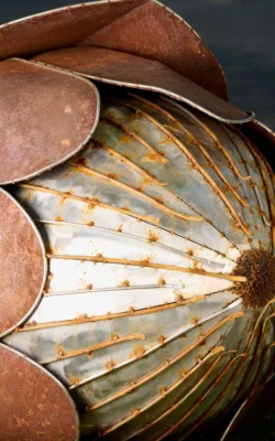 Protea by Gavin Roberts