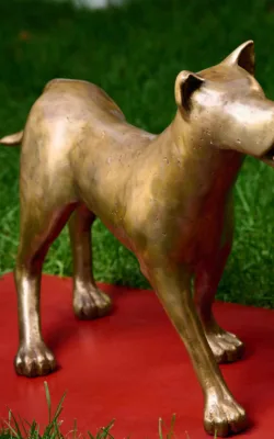 Puppy by Angela MacDougall