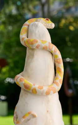 Python by Heather Wilson
