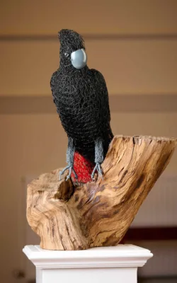 Red-tailed Black Cockatoo by Vicki Combridge