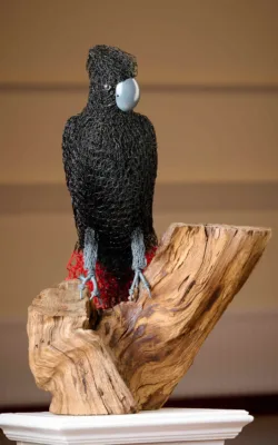 Red-tailed Black Cockatoo by Vicki Combridge