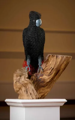 Red-tailed Black Cockatoo by Vicki Combridge
