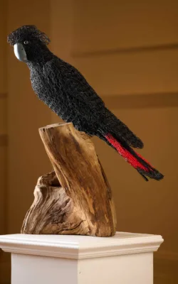 Red-tailed Black Cockatoo by Vicki Combridge