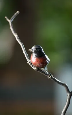 Robin in a Wattle by Jake Mikoda