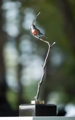 Robin in a Wattle by Jake Mikoda