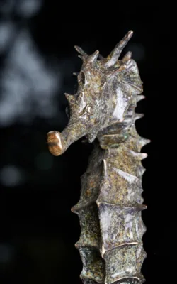 Seahorse by Jake Mikoda