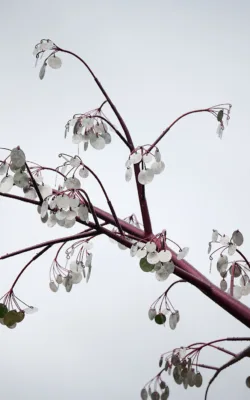 Shimmering Penny Tree by Andre Sardone