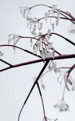 Shimmering Penny Tree by Andre Sardone