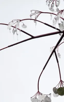 Shimmering Penny Tree by Andre Sardone