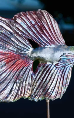 Siamese Fighting fish by Heather Wilson