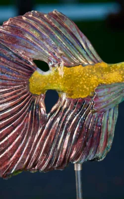 Siamese Fighting fish by Heather Wilson