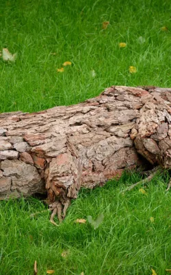 Snappy the crocodile by Helen Jeffs