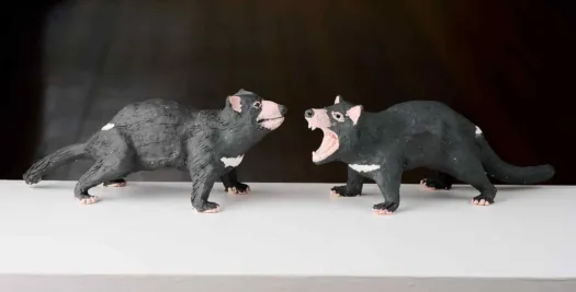 Tasmanian Devils by Damian Curtain