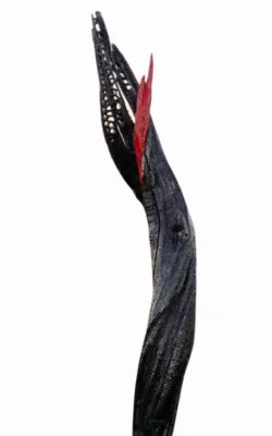 The Fragility of Life by Chris Anderson